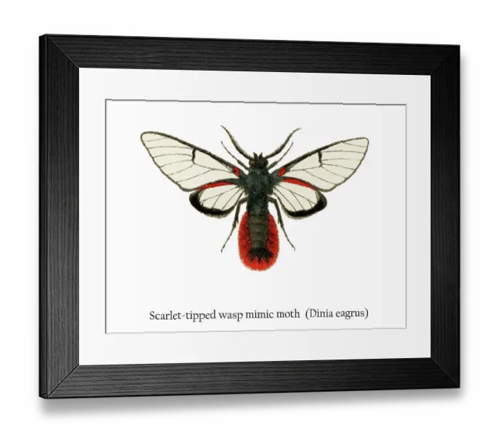 Framed Print : Old chromolithograph illustration of Scarlet-tipped wasp mimic moth (Dinia eagrus) Framed Print : Old chromolithograph illustration of Scarlet-tipped wasp mimic moth (Dinia eagrus)