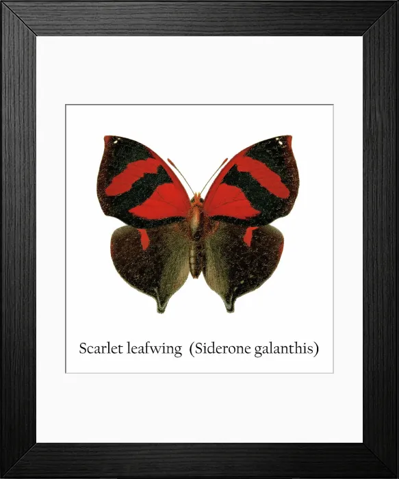 Framed Print : Old chromolithograph illustration of Scarlet leafwing (Siderone galanthis) Framed Print : Old chromolithograph illustration of Scarlet leafwing (Siderone galanthis)