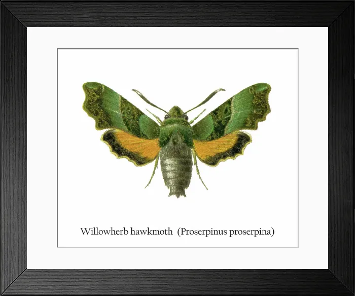 Framed Print : Old chromolithograph illustration of Willowherb hawkmoth (Proserpinus proserpina) Framed Print : Old chromolithograph illustration of Willowherb hawkmoth (Proserpinus proserpina)