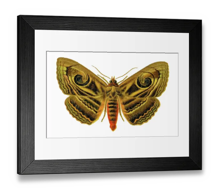 Framed Print : Old chromolithograph illustration of Spirama helicina moth Framed Print : Old chromolithograph illustration of Spirama helicina moth