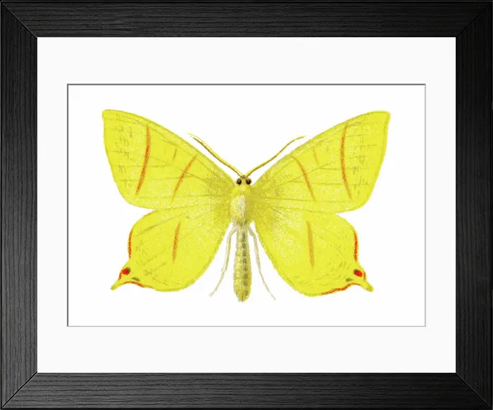 Framed Print : Old chromolithograph illustration of moth, The swallow-tailed moth (Ourapteryx sambucaria) Framed Print : Old chromolithograph illustration of moth, The swallow-tailed moth (Ourapteryx sambucaria)