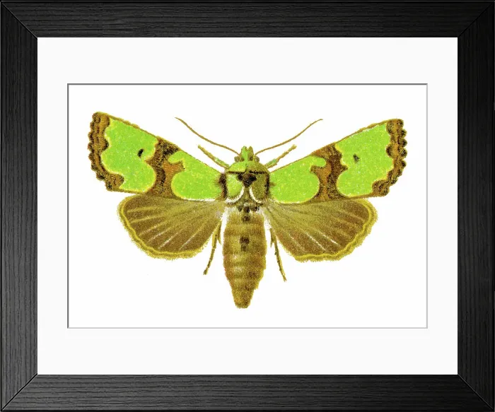 Framed Print : Old chromolithograph illustration of Jaspidea celsia moth
