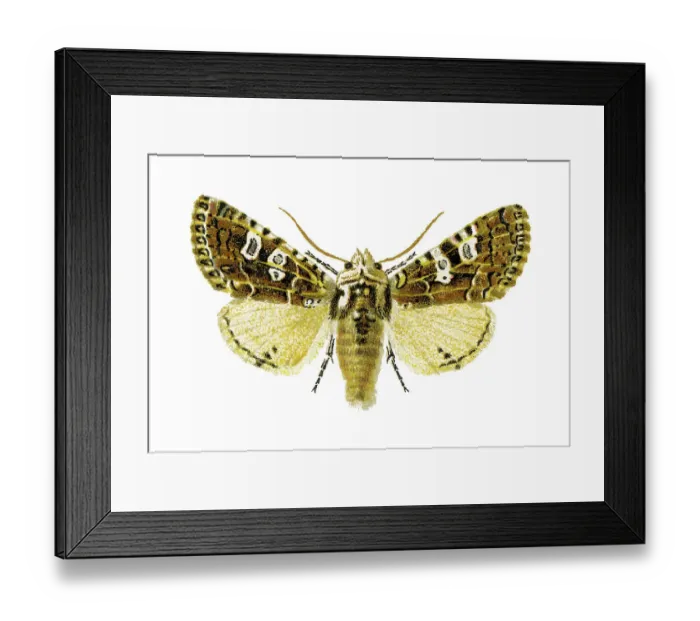 Framed Print : Old chromolithograph illustration of Lamprosticta culta moth Framed Print : Old chromolithograph illustration of Lamprosticta culta moth