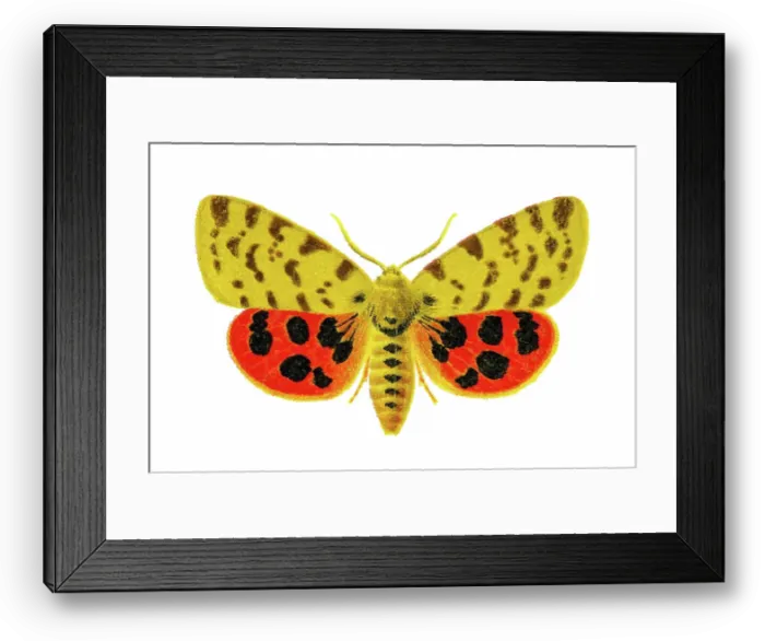 Framed Print : Old chromolithograph illustration of moth, the purple tiger (Diacrisia purpurata, Arctia purpurata) Framed Print : Old chromolithograph illustration of moth, the purple tiger (Diacrisia purpurata, Arctia purpurata)