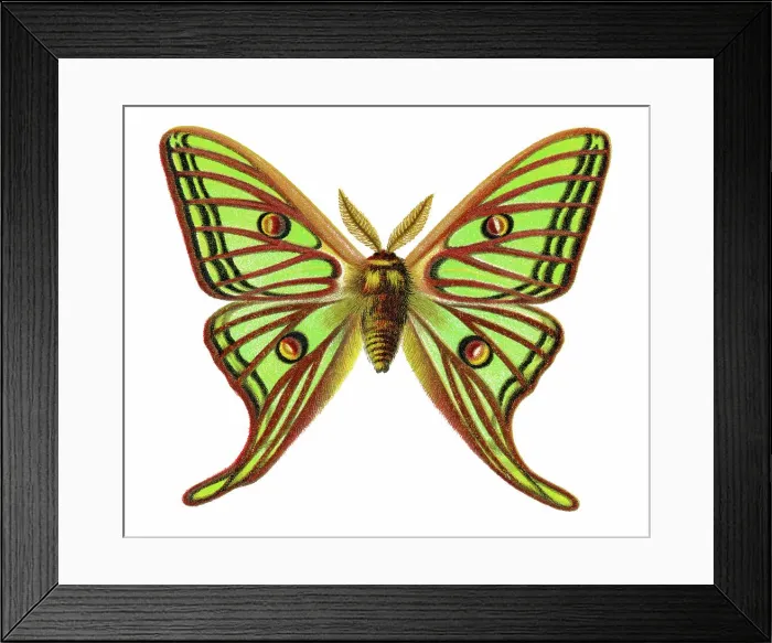 Framed Print : Old chromolithograph illustration of the Spanish moon moth (Graellsia isabellae) Framed Print : Old chromolithograph illustration of the Spanish moon moth (Graellsia isabellae)