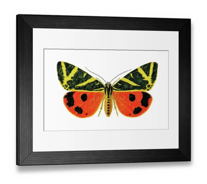 Framed Print : Old chromolithograph illustration of the Jersey tiger moth (Euplagia quadripunctaria, Callimorpha hera) Framed Print : Old chromolithograph illustration of the Jersey tiger moth (Euplagia quadripunctaria, Callimorpha hera)
