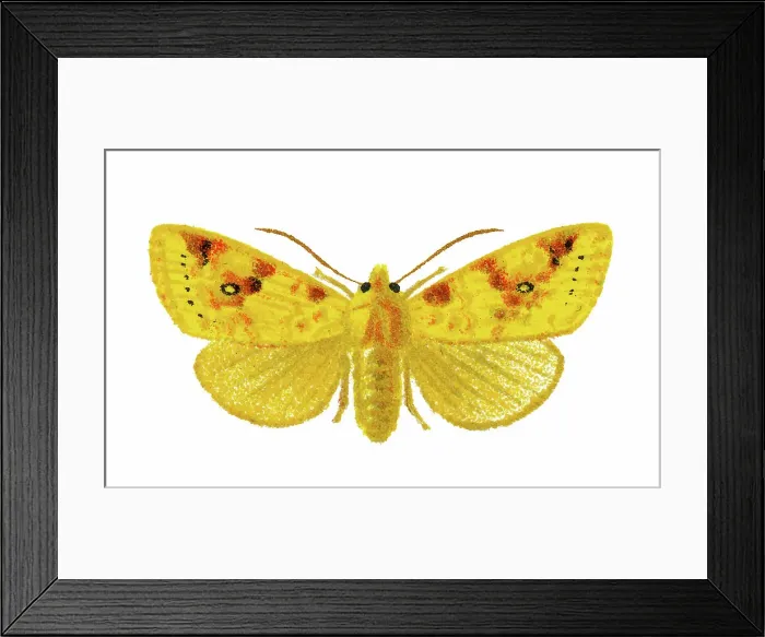 Framed Print : Old chromolithograph illustration of Xanthia moth Framed Print : Old chromolithograph illustration of Xanthia moth