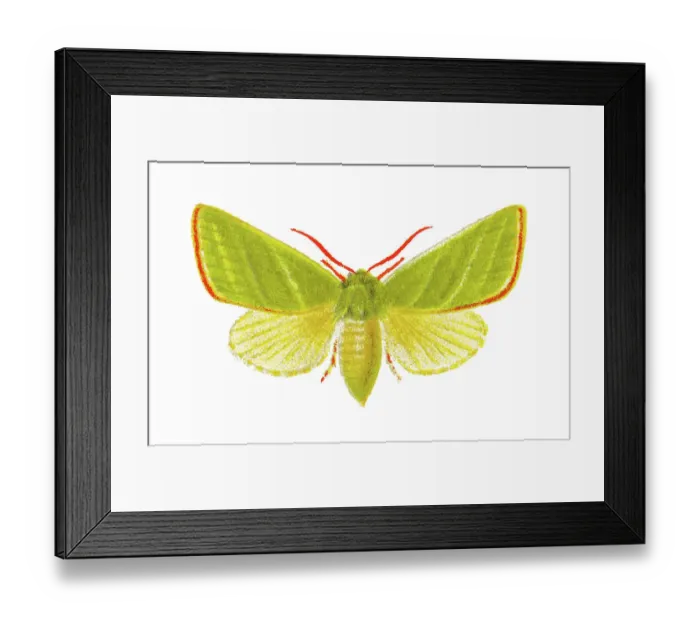 Framed Print : Old chromolithograph illustration of the green silver-lines moth (Pseudoips prasinana, Halophila prasinana) Framed Print : Old chromolithograph illustration of the green silver-lines moth (Pseudoips prasinana, Halophila prasinana)