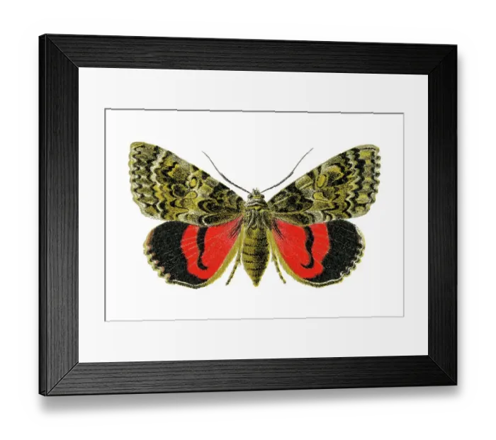 Framed Print : Old chromolithograph illustration of moth, the light crimson underwing (Catocala promissa) Framed Print : Old chromolithograph illustration of moth, the light crimson underwing (Catocala promissa)