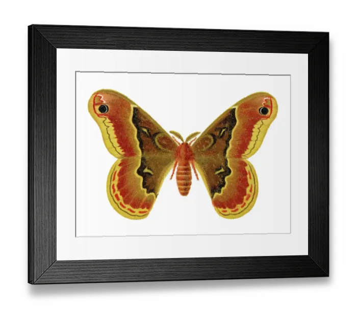 Framed Print : Old chromolithograph illustration of promethea silkmoth moth (Callosamia promethea) Framed Print : Old chromolithograph illustration of promethea silkmoth moth (Callosamia promethea)