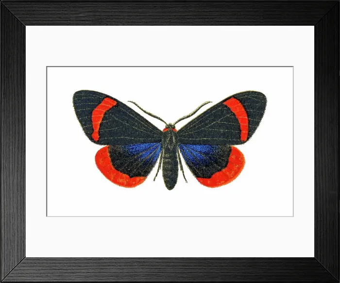 Framed Print : Old chromolithograph illustration of Coreura fida moth Framed Print : Old chromolithograph illustration of Coreura fida moth