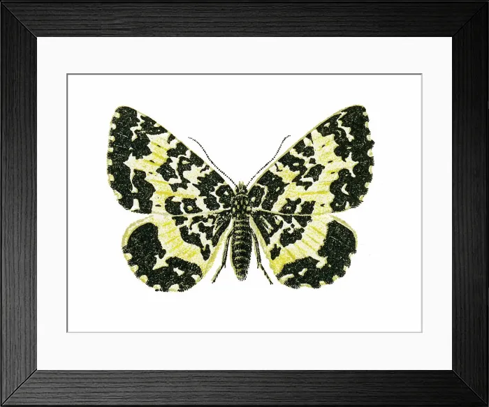 Framed Print : Old chromolithograph illustration of moth, The argent and sable moth (Rheumaptera hastata) Framed Print : Old chromolithograph illustration of moth, The argent and sable moth (Rheumaptera hastata)