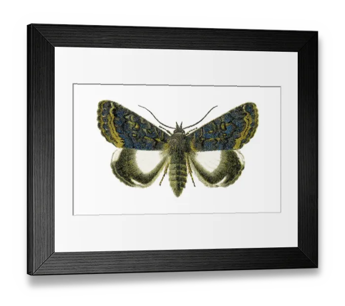 Framed Print : Old chromolithograph illustration of moth, the white underwing moth or alchymist (Catephia alchymista) Framed Print : Old chromolithograph illustration of moth, the white underwing moth or alchymist (Catephia alchymista)