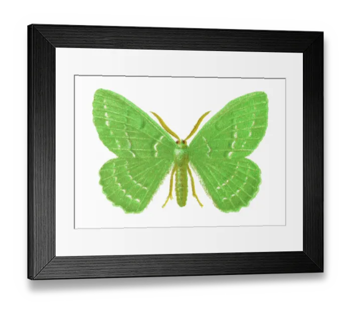 Framed Print : Old chromolithograph illustration of moth, The large emerald (Geometra papilionaria) Framed Print : Old chromolithograph illustration of moth, The large emerald (Geometra papilionaria)
