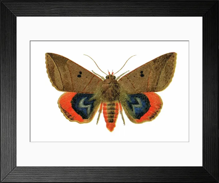 Framed Print : Old chromolithograph illustration of moth, Lagoptera elegans Framed Print : Old chromolithograph illustration of moth, Lagoptera elegans