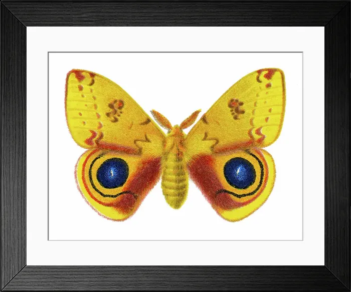 Framed Print : Old chromolithograph illustration of Corn Hyperchira Io Moth Framed Print : Old chromolithograph illustration of Corn Hyperchira Io Moth