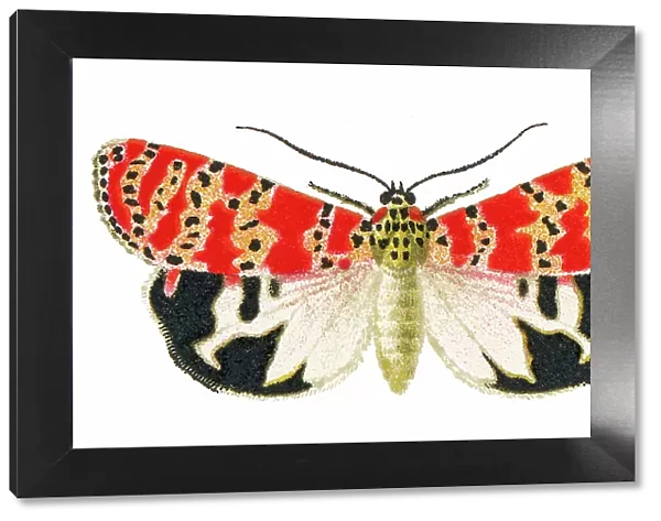 Old chromolithograph illustration of the bella moth, ornate moth or rattlebox moth (Utetheisa ornatrix)
