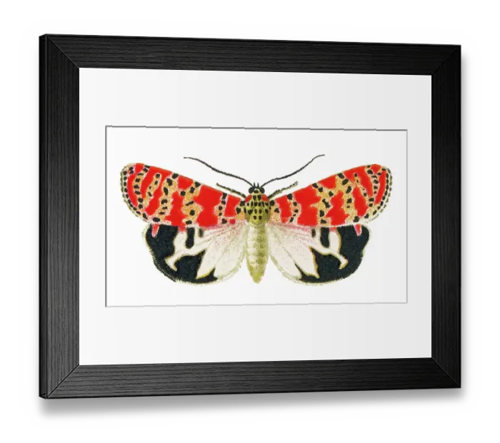 Framed Print : Old chromolithograph illustration of the bella moth, ornate moth or rattlebox moth (Utetheisa ornatrix) Framed Print : Old chromolithograph illustration of the bella moth, ornate moth or rattlebox moth (Utetheisa ornatrix)