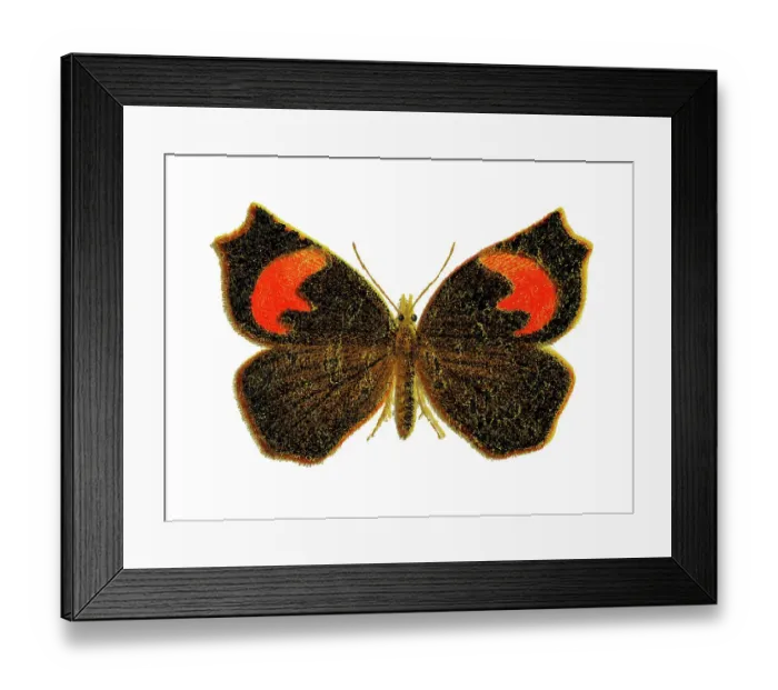 Framed Print : Old chromolithograph illustration of Pterodecta felderi moth Framed Print : Old chromolithograph illustration of Pterodecta felderi moth