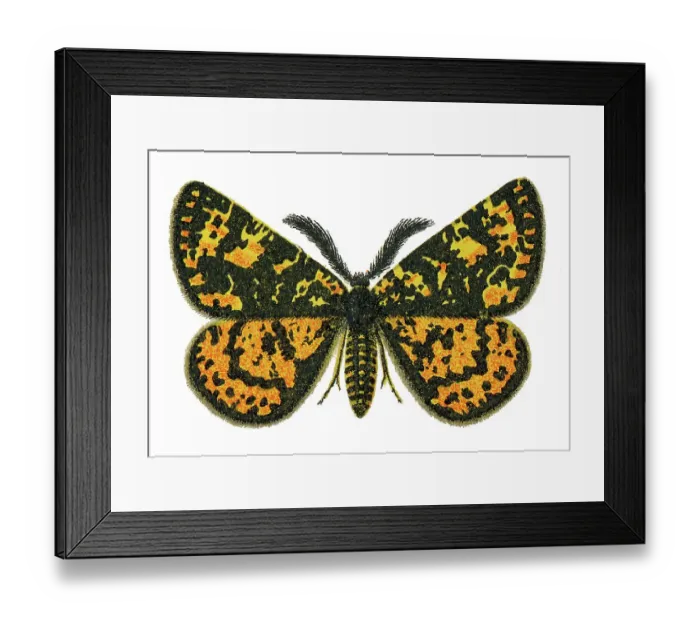 Framed Print : Old chromolithograph illustration of moth, Eurranthis plummistaria Framed Print : Old chromolithograph illustration of moth, Eurranthis plummistaria