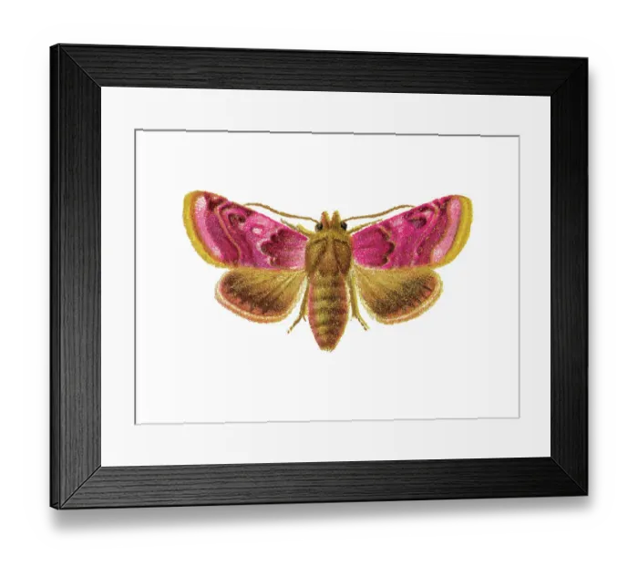 Framed Print : Old chromolithograph illustration of Periphanes delphinii moth Framed Print : Old chromolithograph illustration of Periphanes delphinii moth