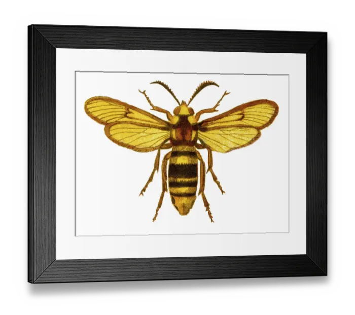 Framed Print : Old chromolithograph illustration of hornet moth or hornet clearwing (Sesia apiformis) Framed Print : Old chromolithograph illustration of hornet moth or hornet clearwing (Sesia apiformis)