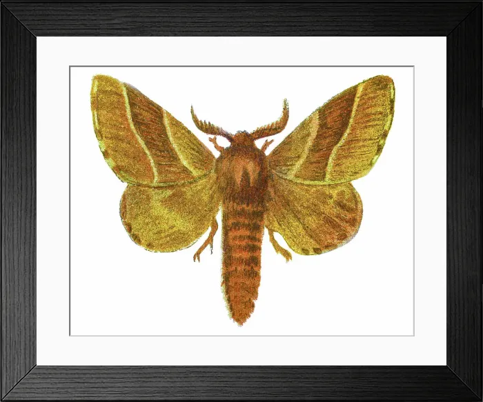 Framed Print : Old chromolithograph illustration of Gastropacha neustria moth Framed Print : Old chromolithograph illustration of Gastropacha neustria moth