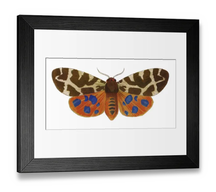 Framed Print : Old chromolithograph illustration of Entomology, Garden tiger moth (Arctia caja) Framed Print : Old chromolithograph illustration of Entomology, Garden tiger moth (Arctia caja)