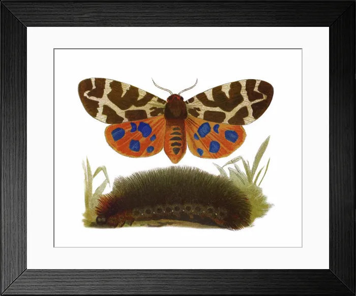 Framed Print : Old chromolithograph illustration of Entomology, Garden tiger moth (Arctia caja) Framed Print : Old chromolithograph illustration of Entomology, Garden tiger moth (Arctia caja)