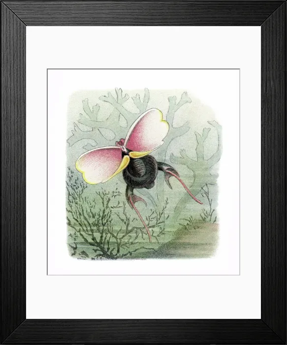 Framed Print : Old chromolithograph illustration of Three-tooth Cavoline (Cavolinia tridentata, Hyalea tridentata) Framed Print : Old chromolithograph illustration of Three-tooth Cavoline (Cavolinia tridentata, Hyalea tridentata)