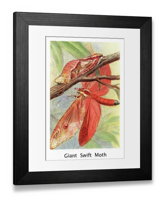 Framed Print : Old chromolithograph illustration of Entomology, Common swift moth (Korscheltellus lupulina) Framed Print : Old chromolithograph illustration of Entomology, Common swift moth (Korscheltellus lupulina)