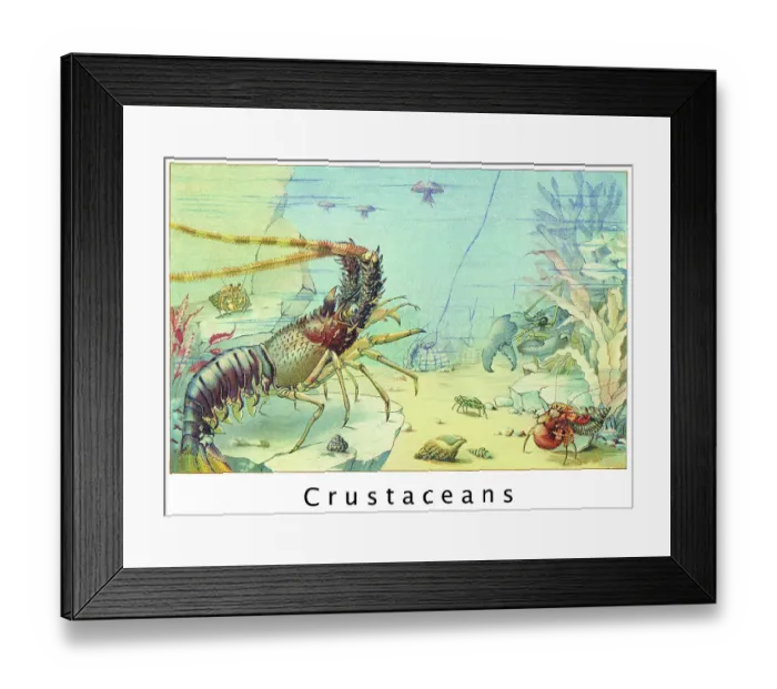 Framed Print : Old chromolithograph illustration of Crustaceans