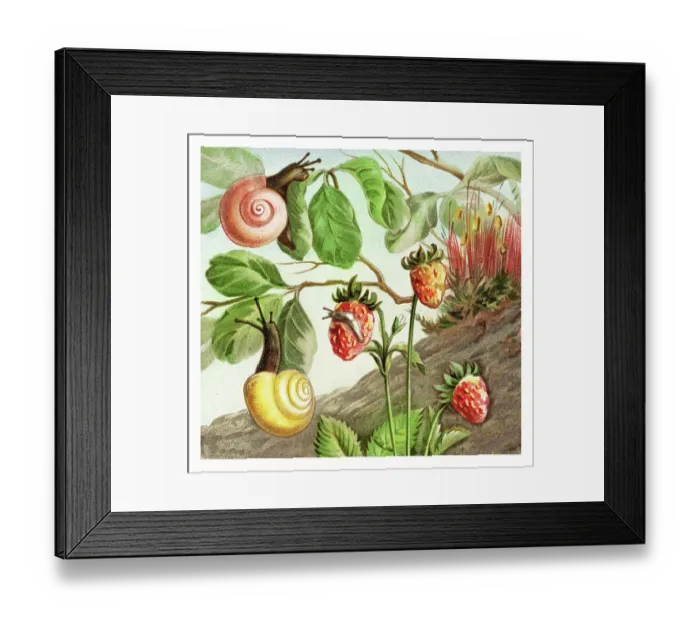 Framed Print : Old chromolithograph illustration of Land Molluscs, snails Framed Print : Old chromolithograph illustration of Land Molluscs, snails