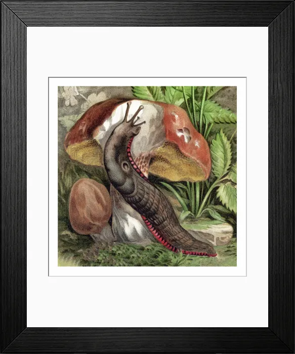 Framed Print : Old chromolithograph illustration of Land Molluscs, snails Framed Print : Old chromolithograph illustration of Land Molluscs, snails