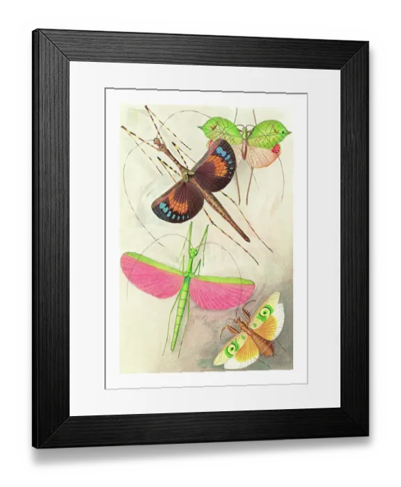 Framed Print : Old chromolithograph of Orthoptera Insects Framed Print : Old chromolithograph of Orthoptera Insects