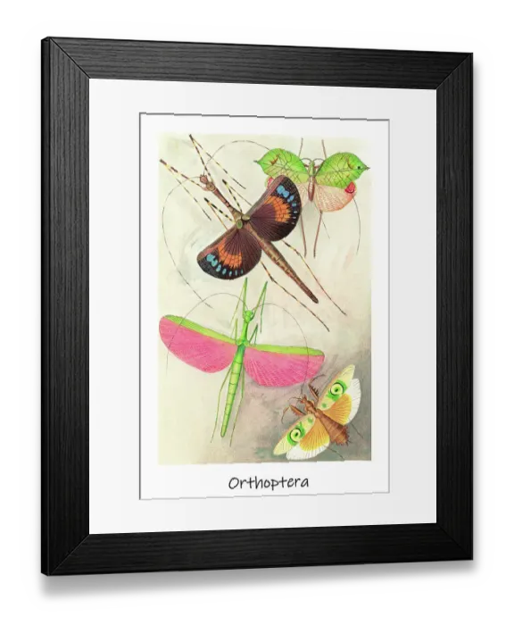 Framed Print : Old chromolithograph of Orthoptera Insects Framed Print : Old chromolithograph of Orthoptera Insects