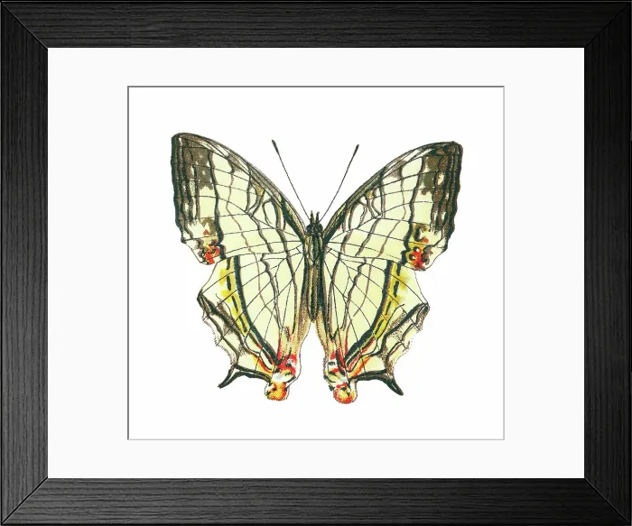 Framed Print : Old lithograph of Entomology, Common mapwing butterfly (Cyrestis thyodamas) Framed Print : Old lithograph of Entomology, Common mapwing butterfly (Cyrestis thyodamas)