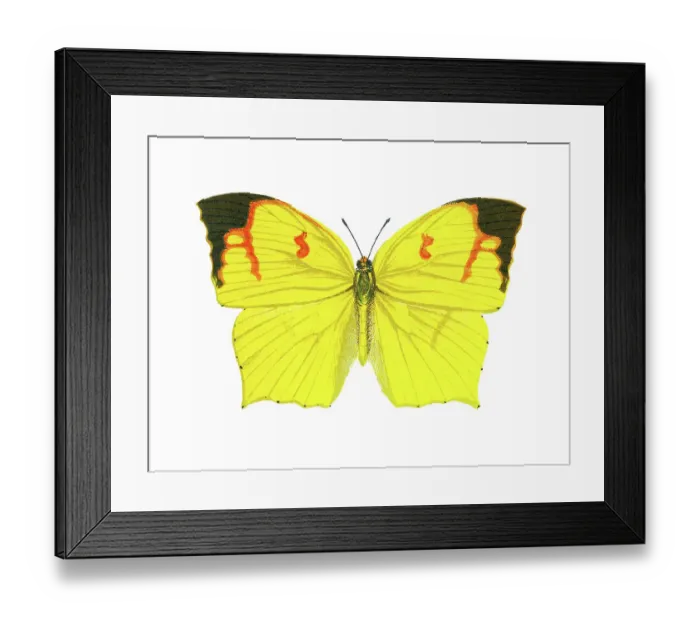 Framed Print : Outline of butterfly, the tailed sulphur (Dercas verhuelli)