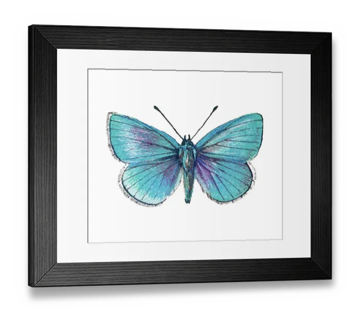 Framed Print : Old lithograph of Entomology, Green-underside blue (Glaucopsyche alexis), Lycaenidae Framed Print : Old lithograph of Entomology, Green-underside blue (Glaucopsyche alexis), Lycaenidae