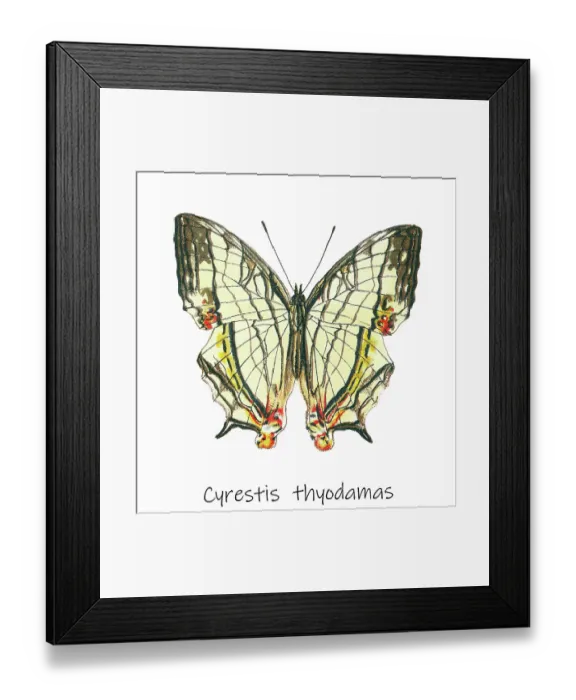 Framed Print : Old lithograph of Entomology, Common mapwing butterfly (Cyrestis thyodamas) Framed Print : Old lithograph of Entomology, Common mapwing butterfly (Cyrestis thyodamas)