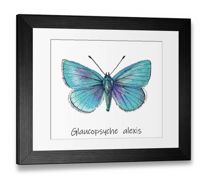 Framed Print : Old lithograph of Entomology, Green-underside blue (Glaucopsyche alexis), Lycaenidae Framed Print : Old lithograph of Entomology, Green-underside blue (Glaucopsyche alexis), Lycaenidae