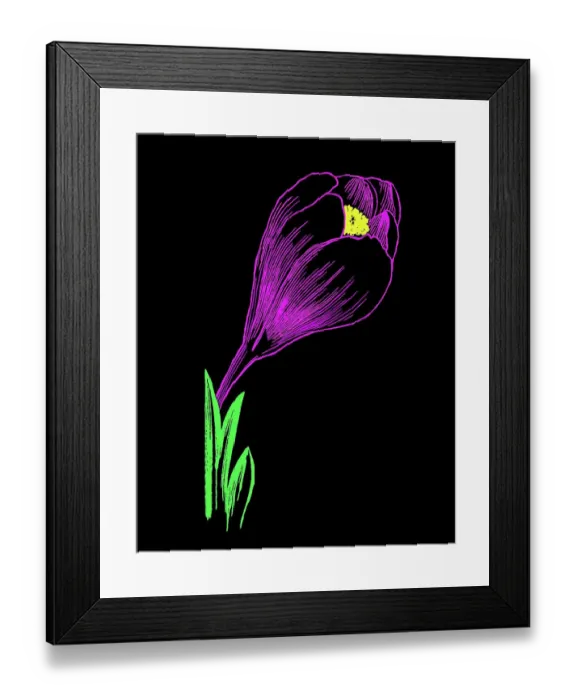 Framed Print : Old engraved illustration of Botany, Saffron crocus, Crocus sativus Framed Print : Old engraved illustration of Botany, Saffron crocus, Crocus sativus