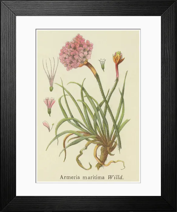 Framed Print : Old chromolithograph illustration of Botany, thrift, sea thrift or sea pink (Armeria maritima) Framed Print : Old chromolithograph illustration of Botany, thrift, sea thrift or sea pink (Armeria maritima)