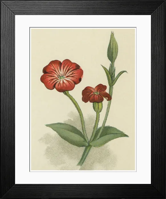 Framed Print : Old chromolithograph illustration of Botany, the rose campion, dusty milleris mullein-pink or bloody Williama, flowering plant in the family Caryophyllaceae, native to Asia and Europe (Lychnis coronaria or Silene coronaria) Framed Print : Old chromolithograph illustration of Botany, the rose campion, dusty milleris mullein-pink or bloody Williama, flowering plant in the family Caryophyllaceae, native to Asia and Europe (Lychnis coronaria or Silene coronaria)