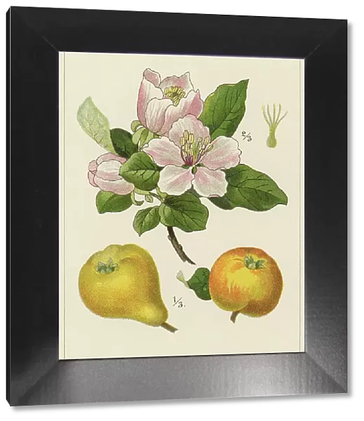 Old chromolithograph illustration of Botany - the quince (Cydonia oblonga), the sole member of the genus Cydonia in the Malinae subtribe (which also contains apples and pears, among other fruits) of the Rosaceae family