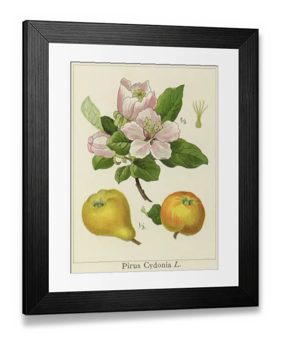 Framed Print : Old chromolithograph illustration of Botany - the quince (Cydonia oblonga), the sole member of the genus Cydonia in the Malinae subtribe (which also contains apples and pears, among other fruits) of the Rosaceae family Framed Print : Old chromolithograph illustration of Botany - the quince (Cydonia oblonga), the sole member of the genus Cydonia in the Malinae subtribe (which also contains apples and pears, among other fruits) of the Rosaceae family