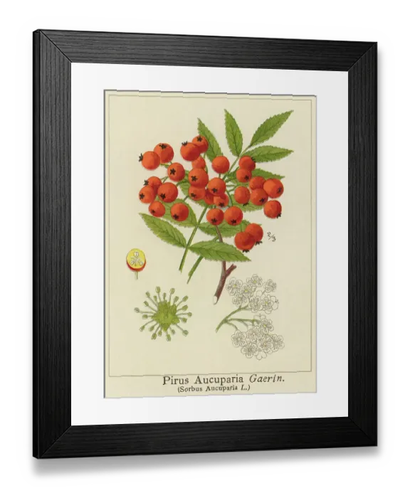 Framed Print : Old chromolithograph illustration of rowan tree or mountain-ash (Sorbus aucuparia) Framed Print : Old chromolithograph illustration of rowan tree or mountain-ash (Sorbus aucuparia)