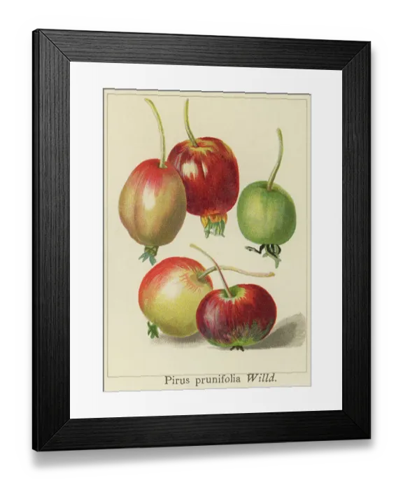 Framed Print : Old chromolithograph illustration of a species of crabapple tree known by the common names plumleaf crab apple, plum-leaved apple, pear-leaf crabapple, Chinese apple and Chinese crabapple (Malus prunifolia or Pirus prunifolia) Framed Print : Old chromolithograph illustration of a species of crabapple tree known by the common names plumleaf crab apple, plum-leaved apple, pear-leaf crabapple, Chinese apple and Chinese crabapple (Malus prunifolia or Pirus prunifolia)