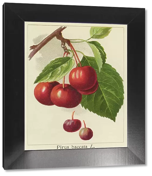 Old chromolithograph illustration of Asian species of apple known by the common names Siberian crab apple, Siberian crab, Manchurian crab apple and Chinese crab apple (Malus baccata)