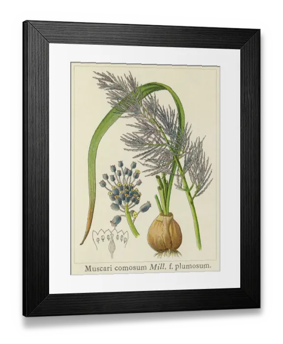 Framed Print : Old chromolithograph illustration of Botany, tassel hyacinth or tassel grape hyacinth (Leopoldia comosa or Muscari comosum) Framed Print : Old chromolithograph illustration of Botany, tassel hyacinth or tassel grape hyacinth (Leopoldia comosa or Muscari comosum)